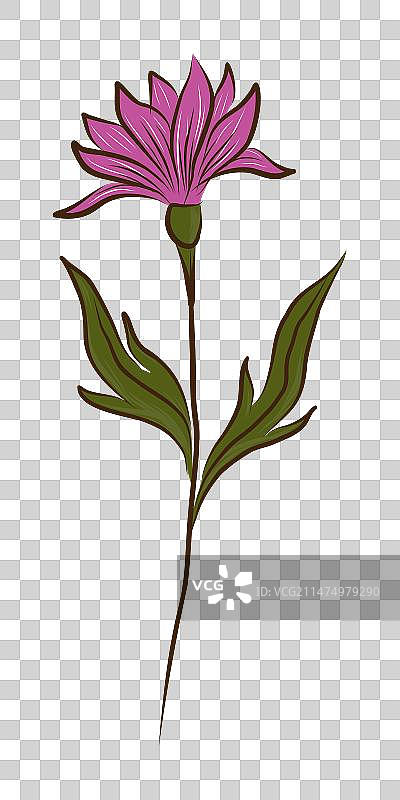 丁香雪绒花图片素材