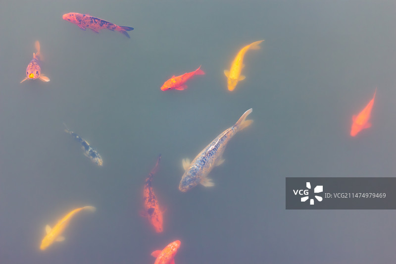 岳阳君山岛池塘里的“锦鲤”图片素材