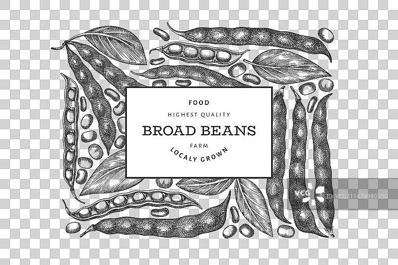 手绘蚕豆设计模板图片素材