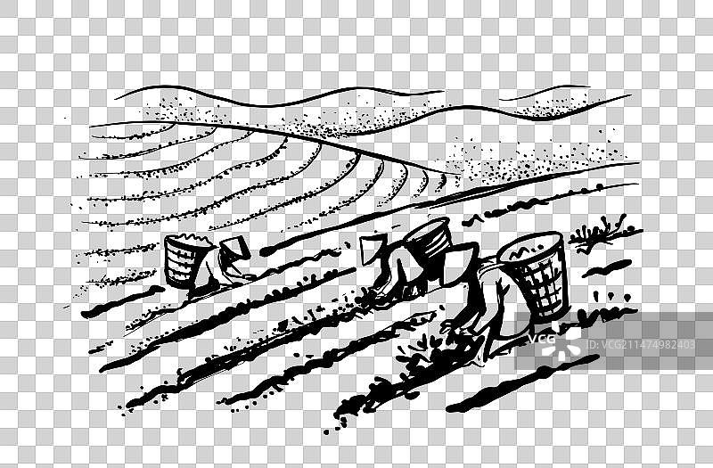 采茶女草图图片素材