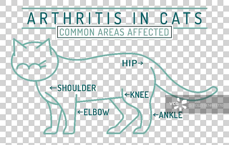 猫的关节炎骨关节炎图片素材