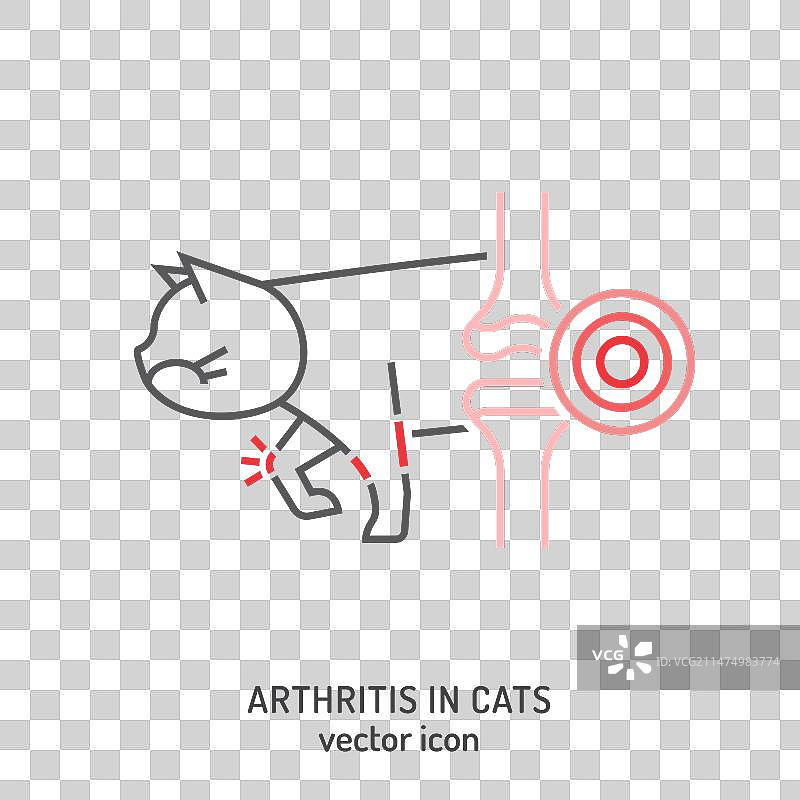 猫的骨关节炎常见疾病图片素材