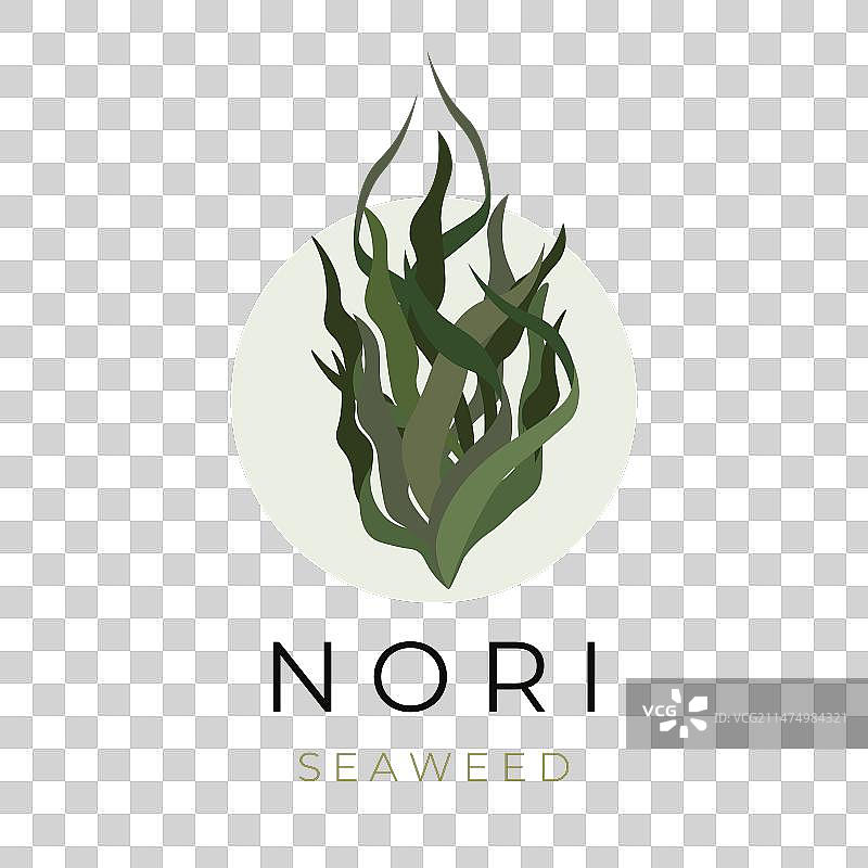 简约天然海藻图片素材