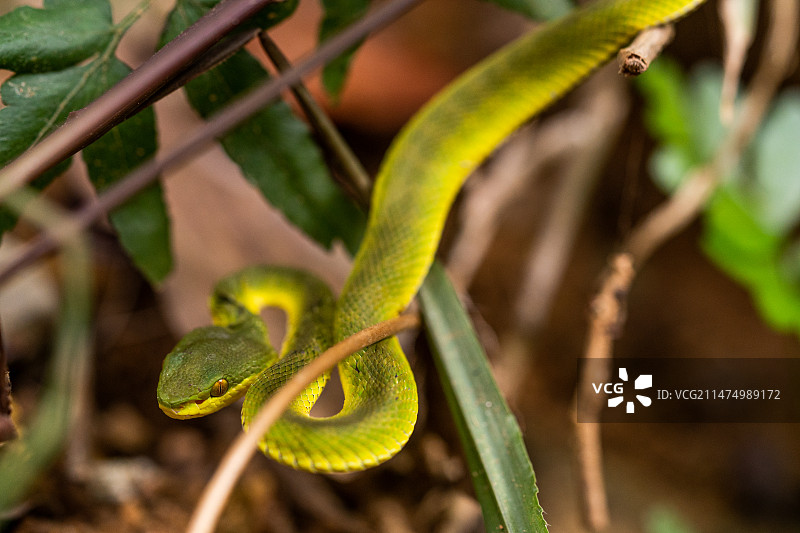 竹叶青蛇图片素材