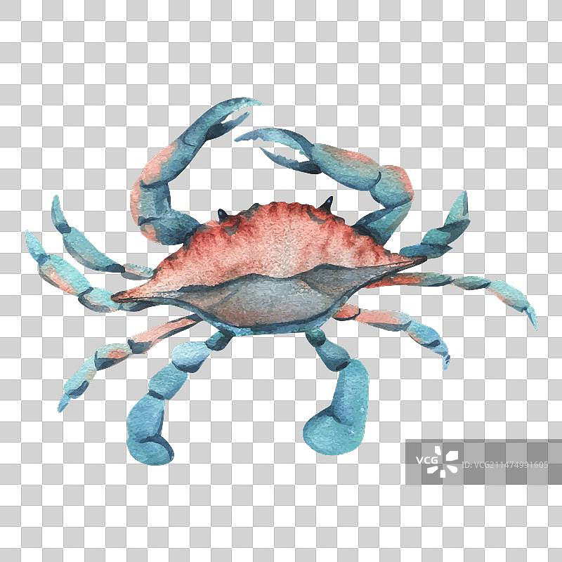 蓝绿色和珊瑚色蓝色螃蟹俯视图图片素材