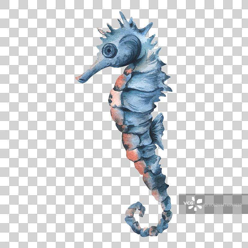 蓝色海马，带绿松石和珊瑚鳍图片素材