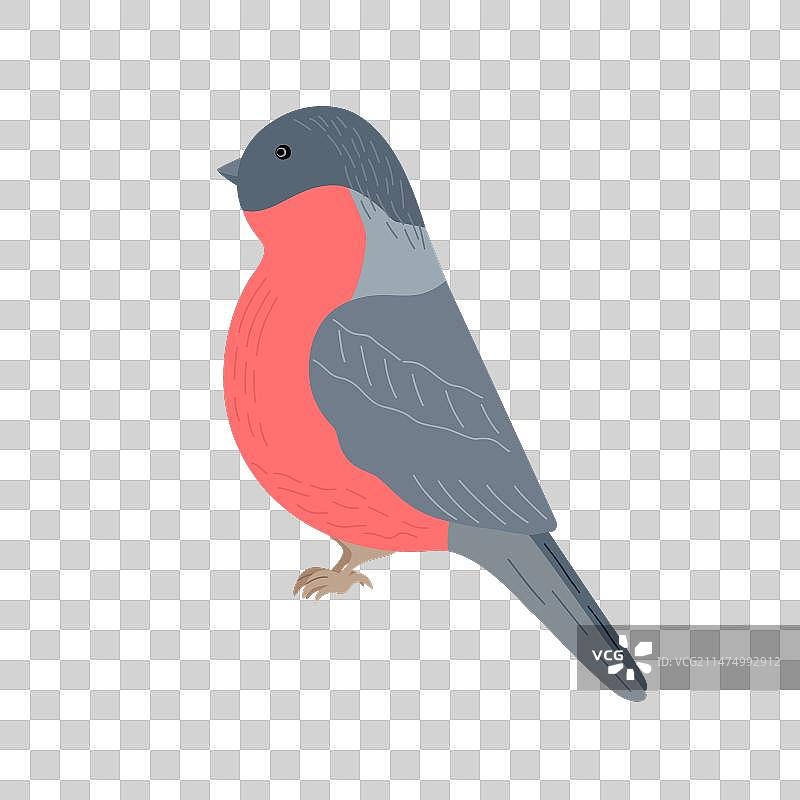 可爱的卡通红腹灰雀图片素材