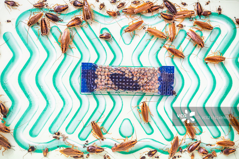 蟑螂屋陷阱灭蟑螂捕蟑螂图片素材