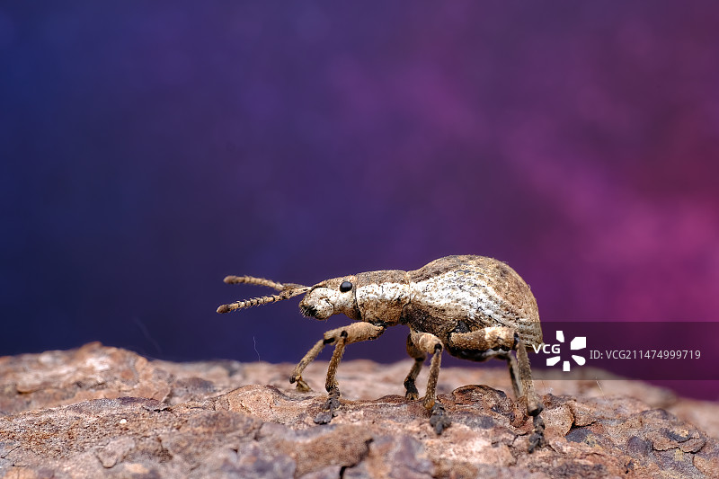 象鼻虫图片素材