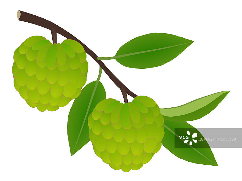 树枝上的番荔枝果实图片素材