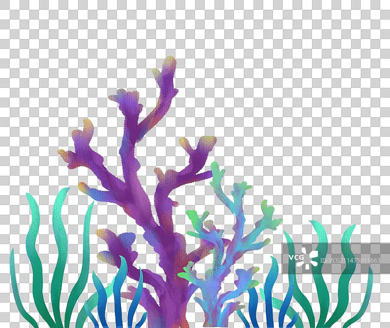 海底的珊瑚水草图片素材