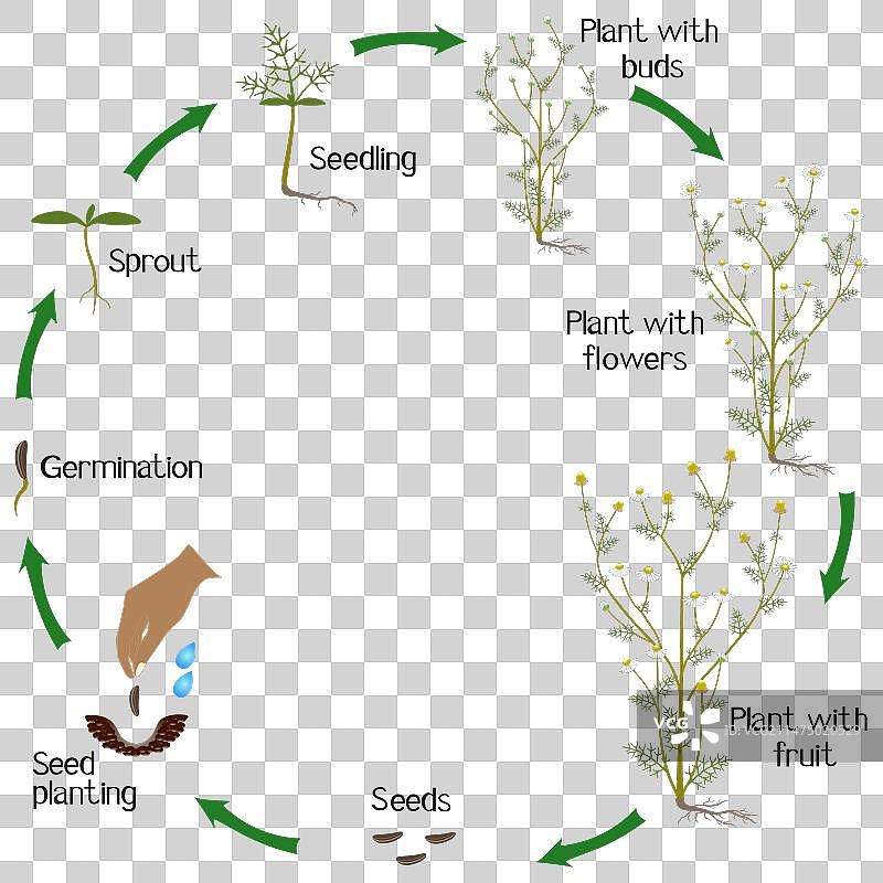 药用母菊花的生长周期图片素材
