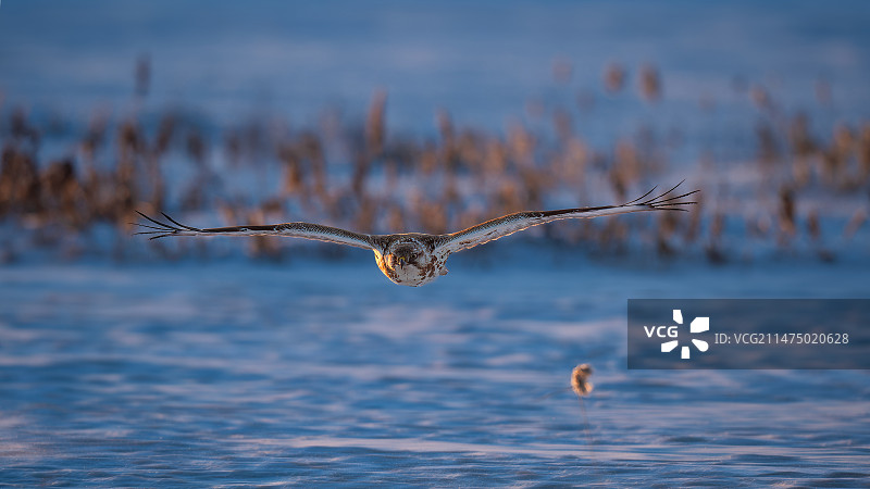 低空飞行的大鵟图片素材