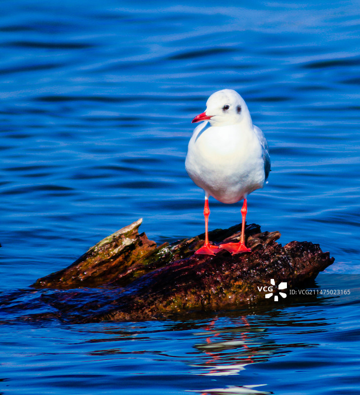 红嘴鸥，海鸥图片素材