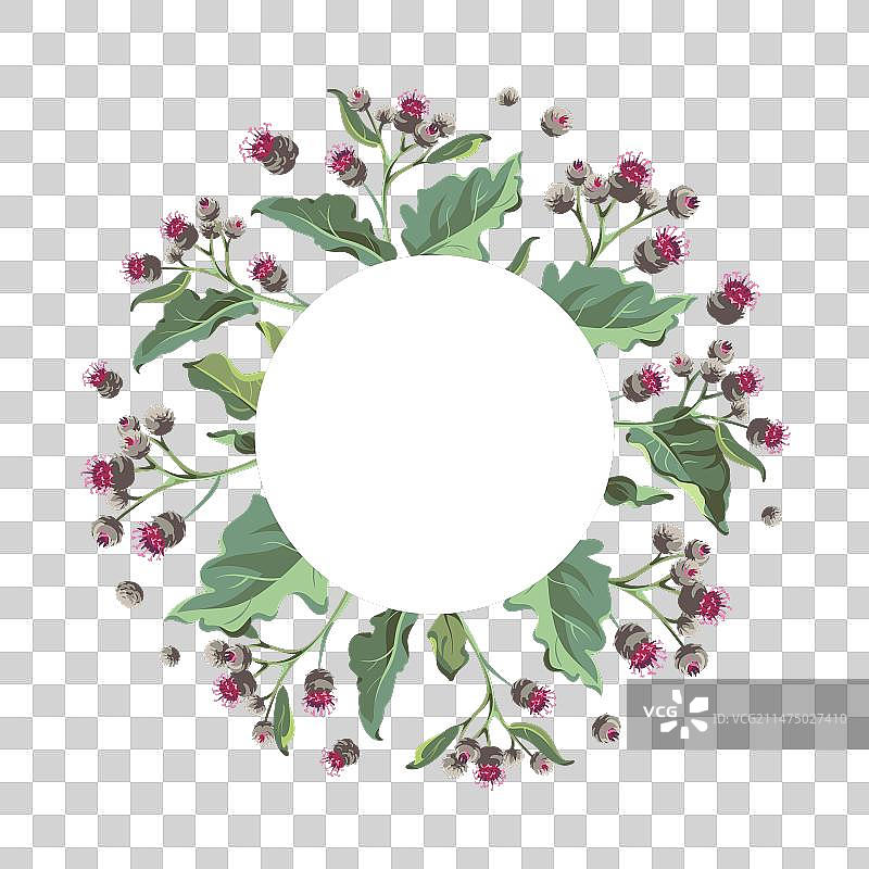 白色背景上的粉色牛蒡花图片素材