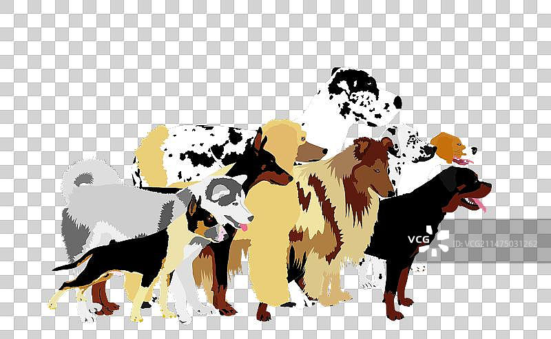 排队等待兽医诊所的狗狗们图片素材