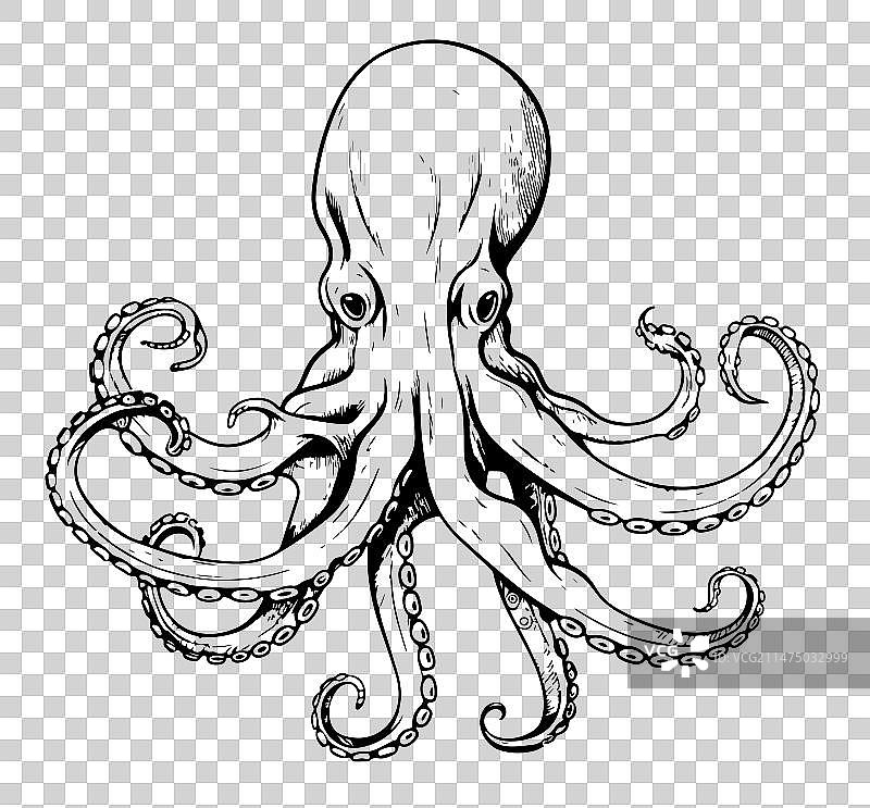 墨鱼汁素描白色背景图片素材