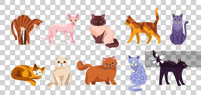 猫咪组合图片素材