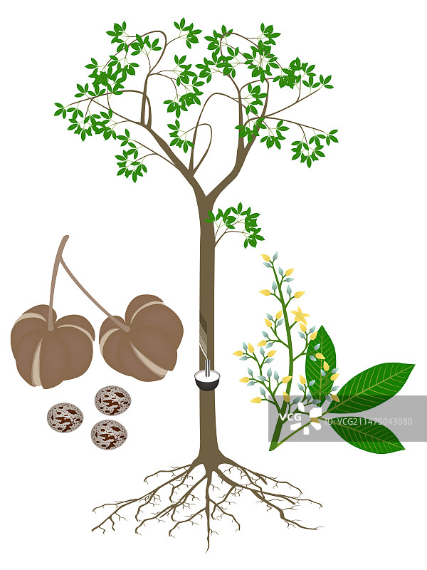 橡胶树巴西橡胶树及其果实图片素材