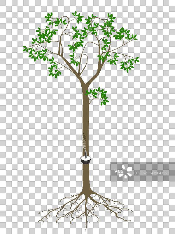 白色背景下的橡胶树根图片素材