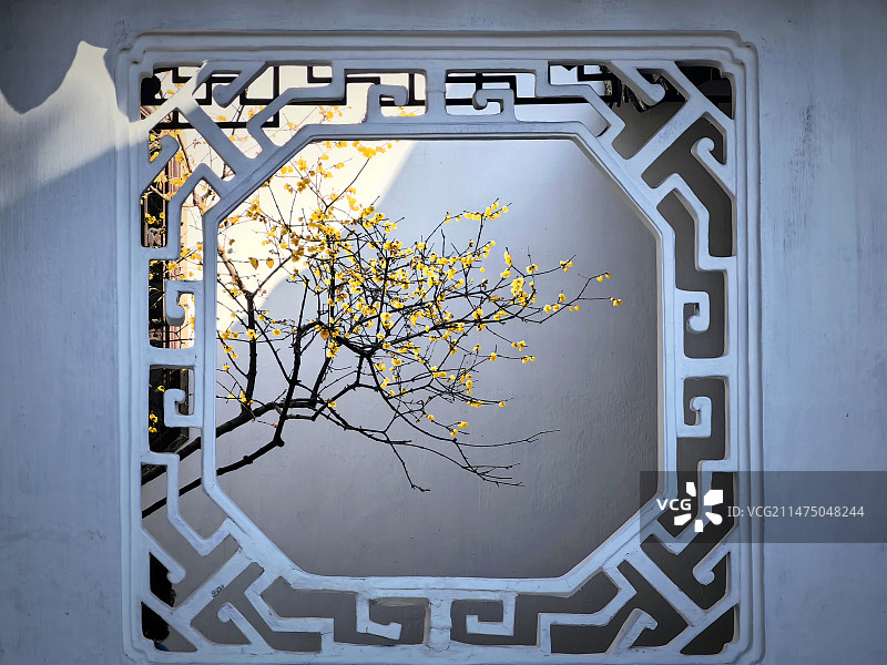 苏州园林狮子林的腊梅图片素材