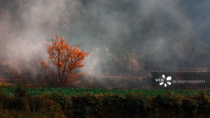 乡村秋色——婺源江岭图片素材