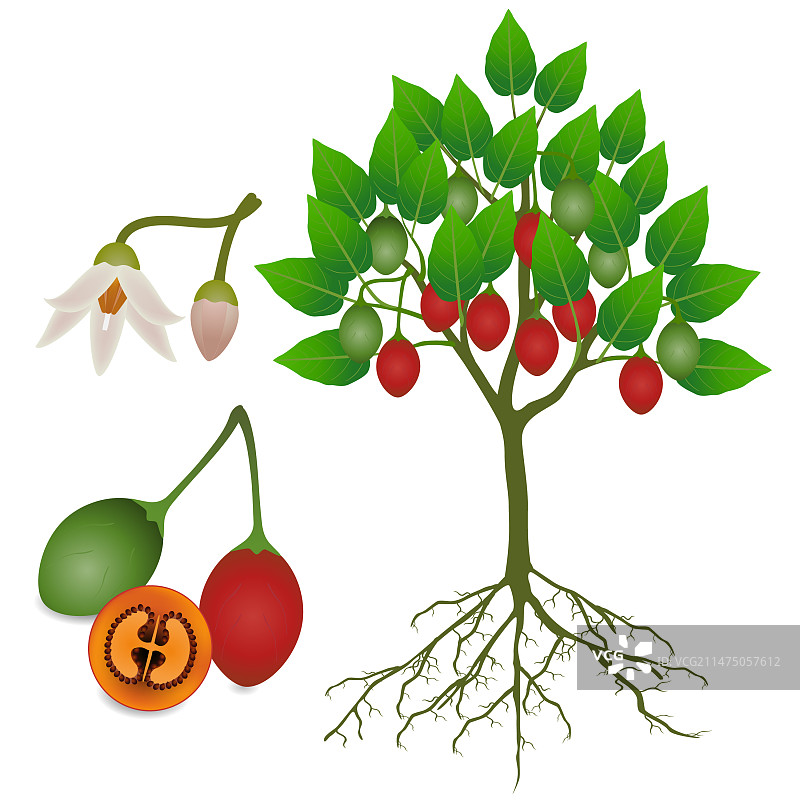 带有果实、花朵和根的树番茄树图片素材