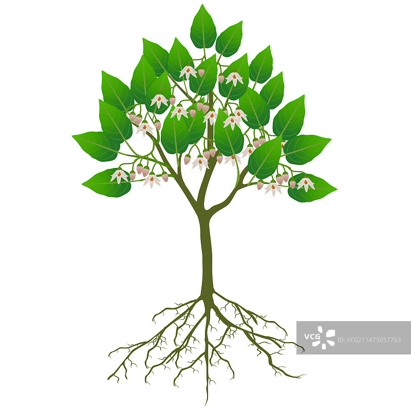 白色背景下的树番茄树与花朵图片素材