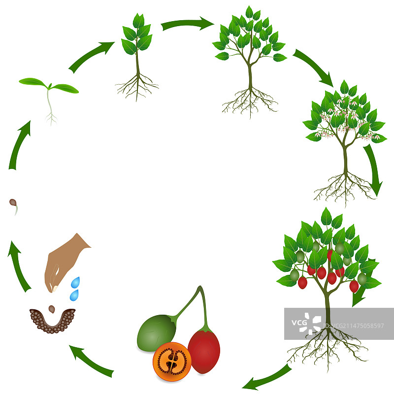 白色背景上的 tamarillo 植物的生命周期图片素材