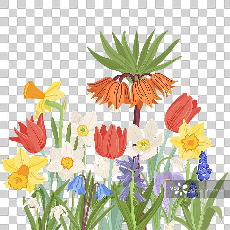 野花郁金香绘画图片素材