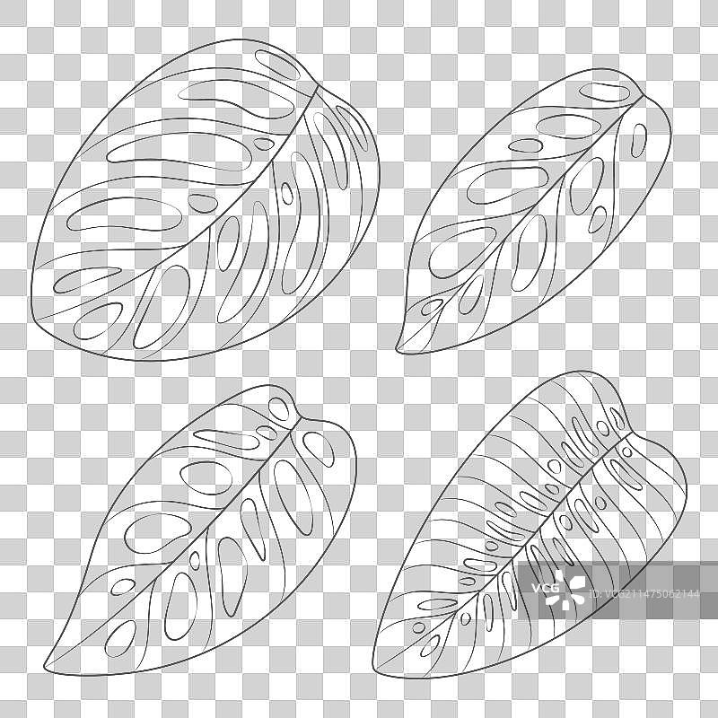 龟背竹蔓藤植物叶子合集图片素材