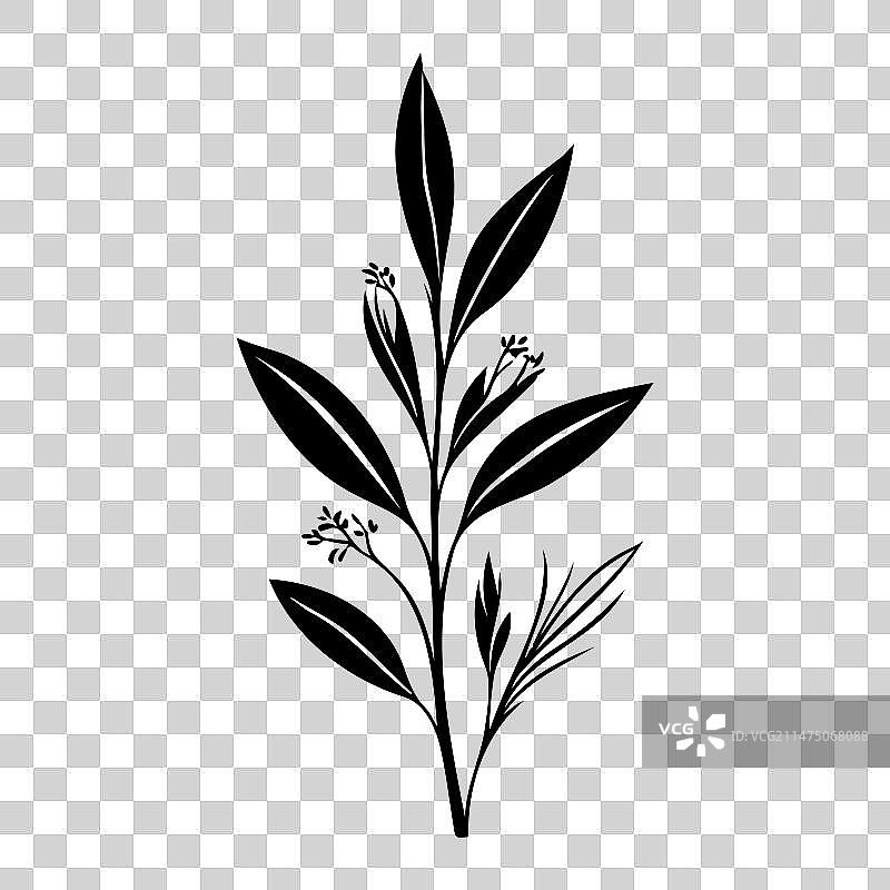 百合科植物图标手绘黑色植物叶子图片素材
