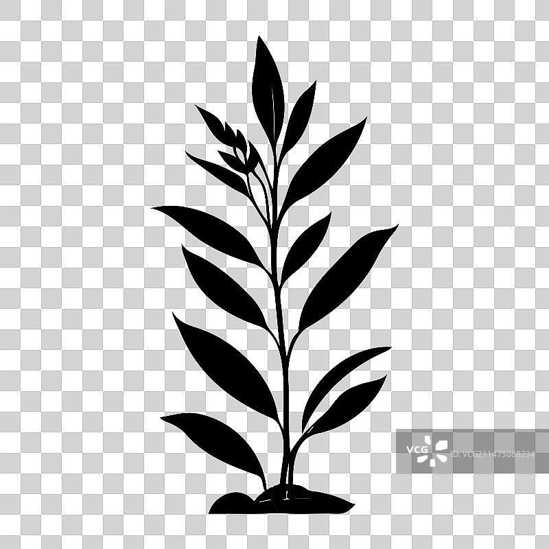 百合科植物图标手绘黑色植物叶子图片素材