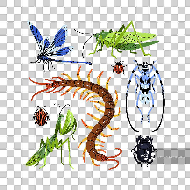 各种甲虫虫子昆虫物种套装图片素材