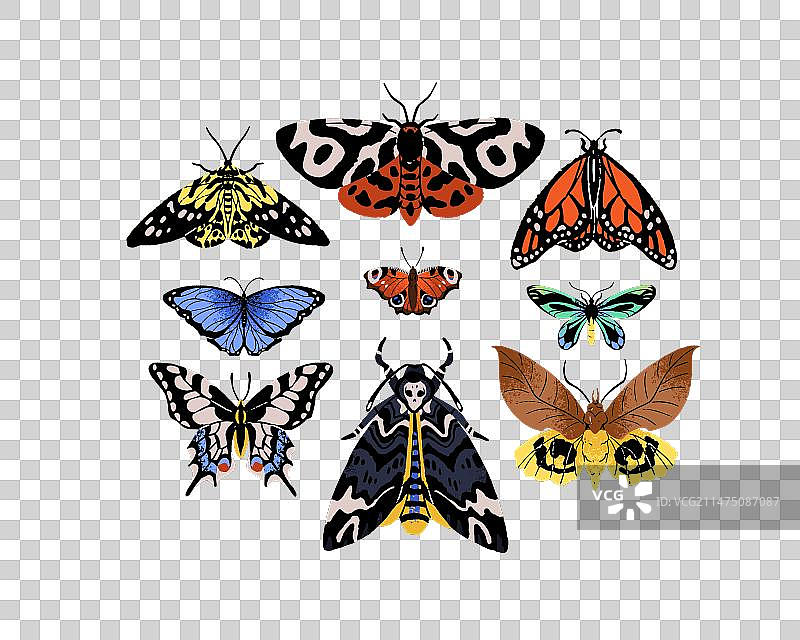 各种蝴蝶品种飞行昆虫套装图片素材
