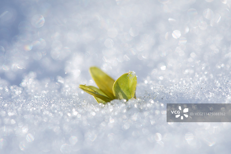 绿叶在晶莹剔透的白雪中图片素材