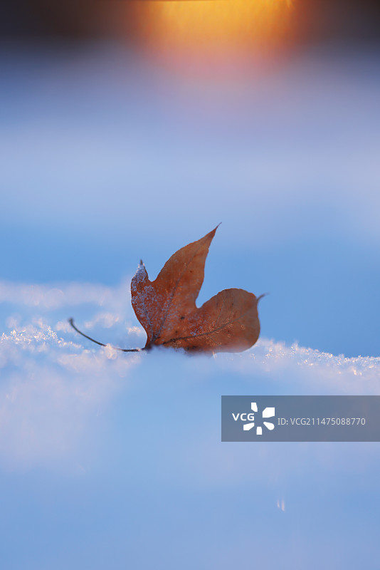 白雪枫叶阳光,自然美图片素材
