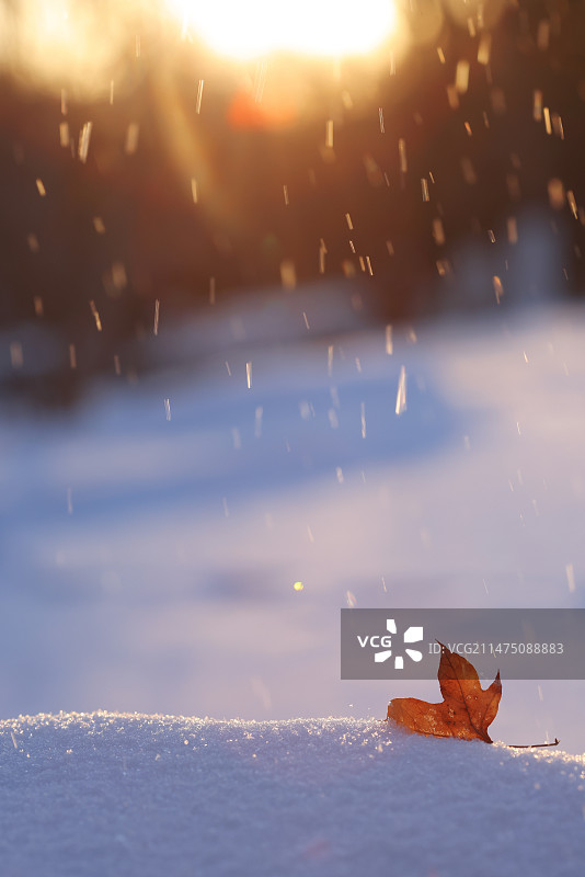 下雪,枫叶,飘然,自然美图片素材