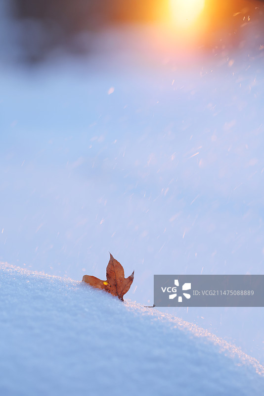 下雪,枫叶,飘然,自然美图片素材