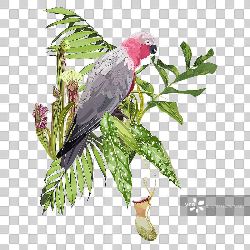 粉色鹦鹉热带夏季设计图片素材