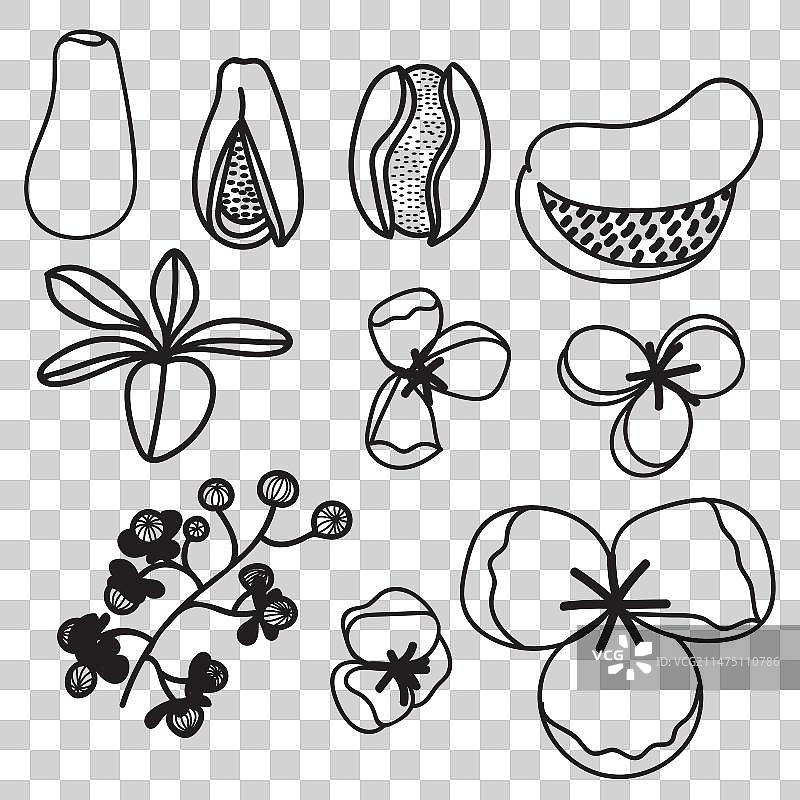 五叶木通亚洲植物图片素材