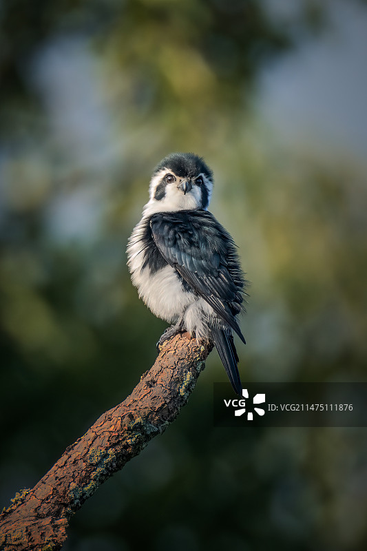 白腿小隼#有点萌#图片素材