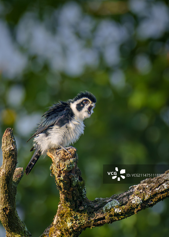 白腿小隼#有点萌#图片素材