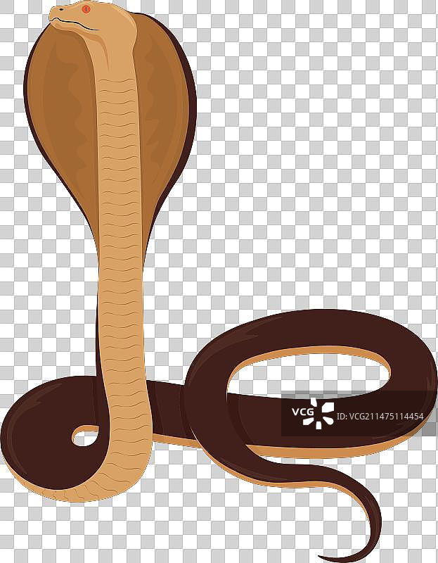 眼镜蛇张开兜帽站立图片素材