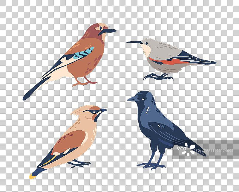 松鸦、太平鸟、乌鸦和雀类欧洲冬季图片素材