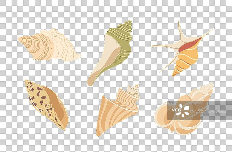 热带海滩贝壳装饰水族馆扇贝图片素材