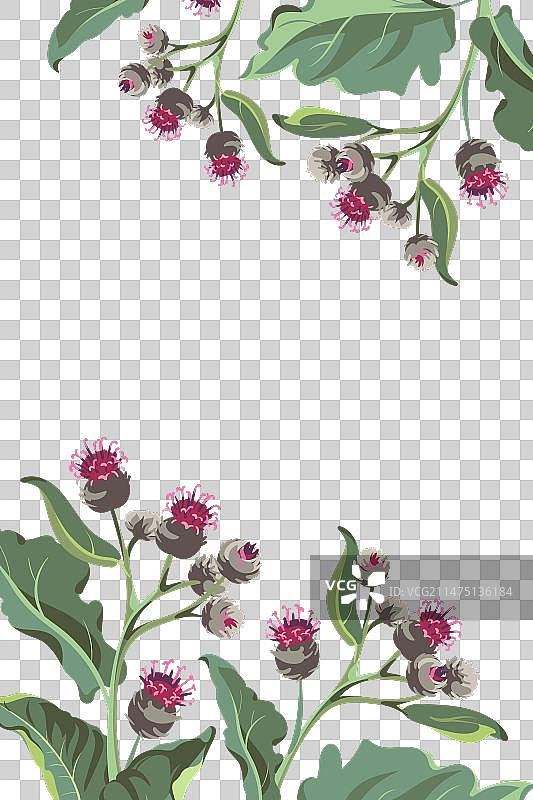 白色背景上的粉色牛蒡花图片素材