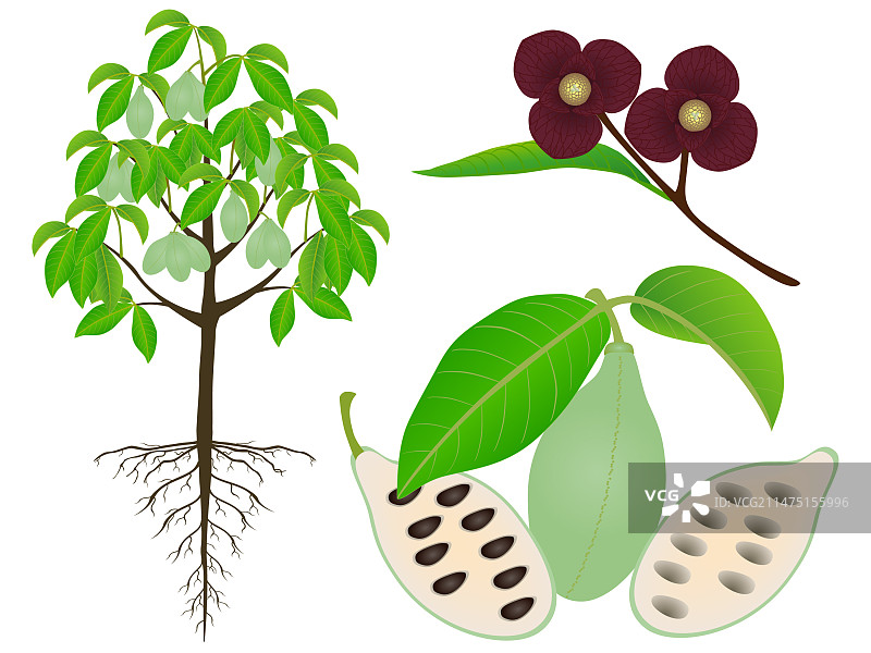 美洲乳茄的部分展示图片素材