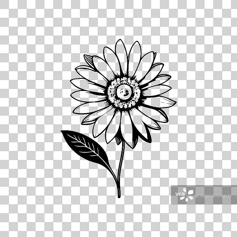 手绘黑色雏菊花朵图标图片素材