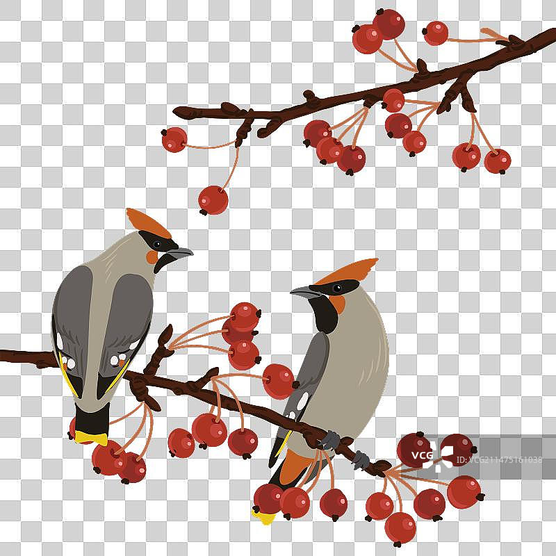 苹果树冬季树枝绘画图片素材